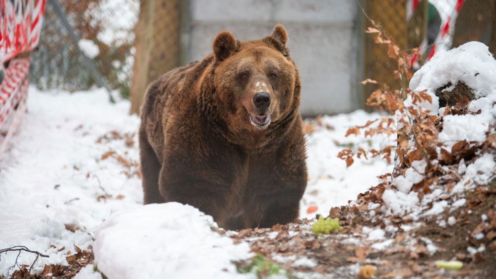 Mark the brown bear in snow
