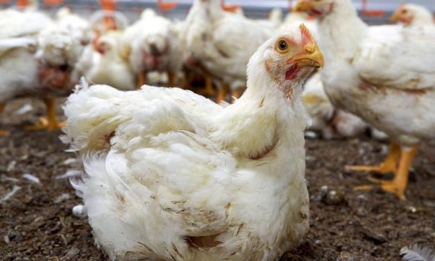 SIGN: Pass Federal Bill Holding Factory Farms Accountable For Their Animal Abuse!