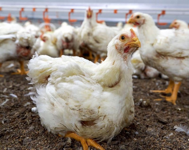 SIGN: Help Stop Factory Farms from Cooking Animals Alive
