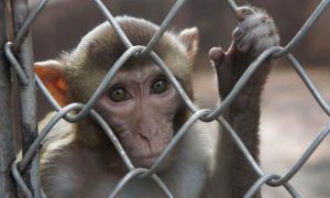 Sad macaque