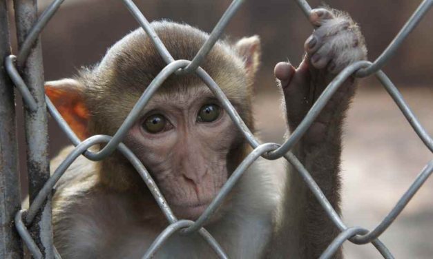 Man Pleads Guilty To Federal Charges after Paying For Monkey Torture Video