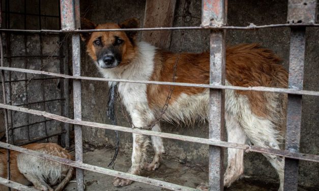 SIGN: Tell Congress To Condemn Cruel Dog and Cat Meat Trade Worldwide