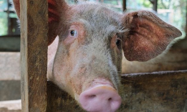 SIGN: Justice for Pigs Emaciated and Starved to Death