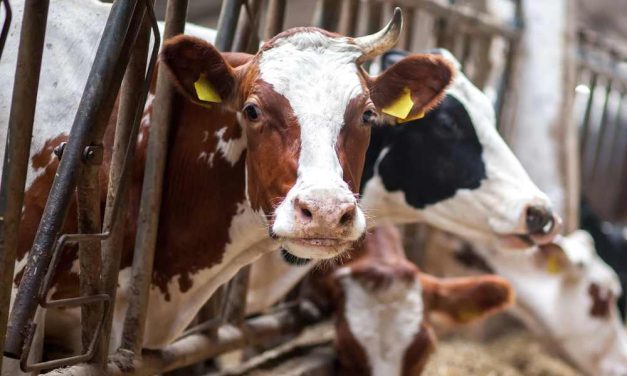 Impact of Farmed Animals on Climate Change Stifled By Meat & Dairy Industries, Investigation Alleges