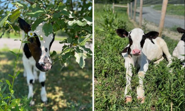 Lady Freethinker Funds New Shelter For Rescued Baby Cows, Titus and Tabitha