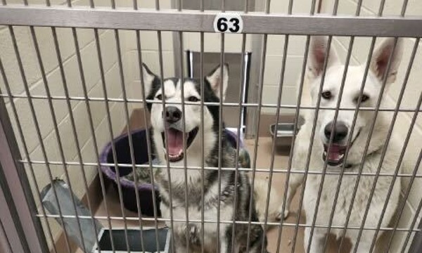 Acts of Kindness Give Shelter Dog Second Chance at Life