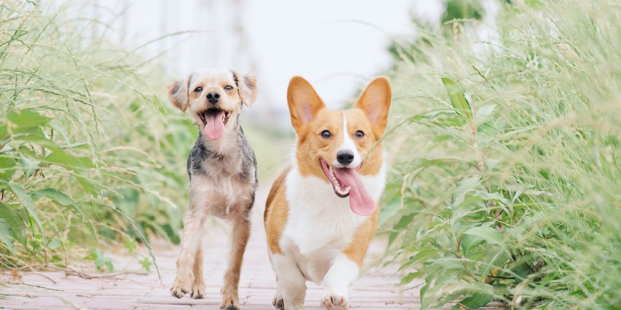 Two happy dogs on a walk