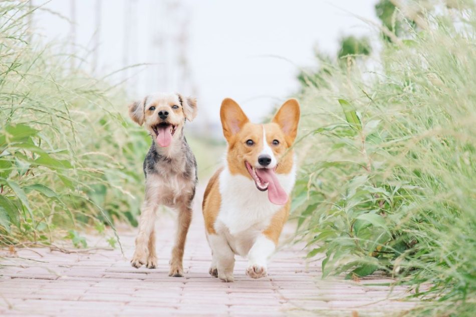 Two happy dogs on a walk