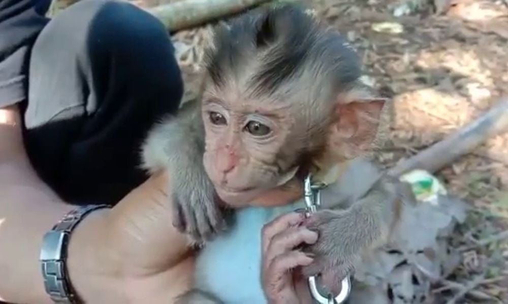 Baby Monkey in chains