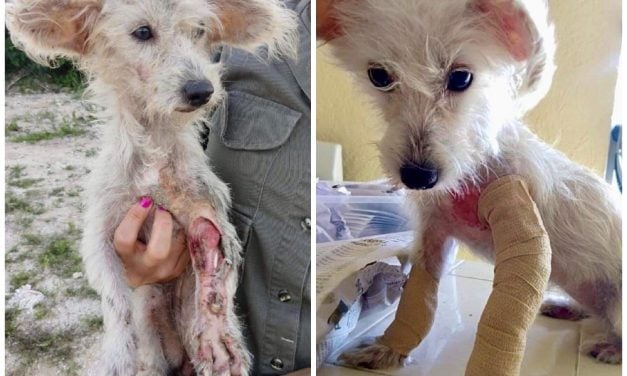 Lady Freethinker Awards $10,000 to Save Sick, Starving, and Abused Dogs in Mexico