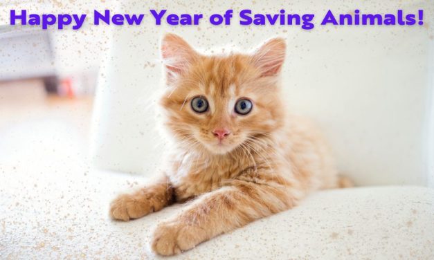 Cheers to Saving More Animals in 2023!