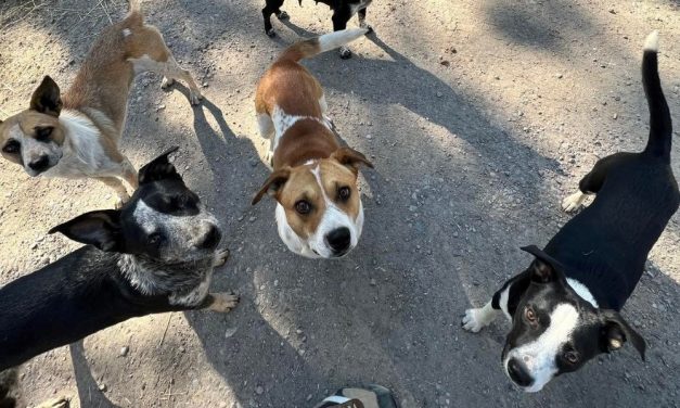 Lady Freethinker Gives $10,000 To Rescue 70+ Dogs From Abandonment, Starvation, and Abuse