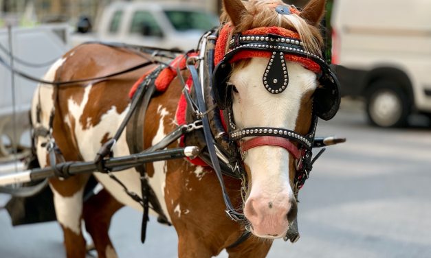 SIGN: Ban Cruel Horse-Drawn Carriages in San Antonio!
