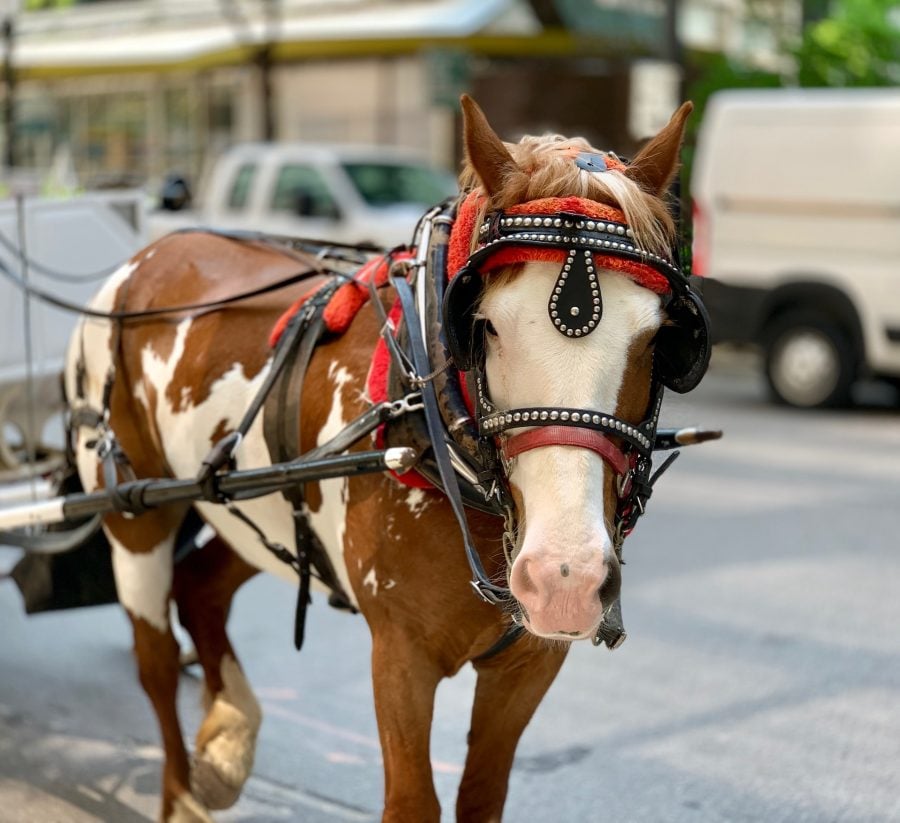Carriage horse