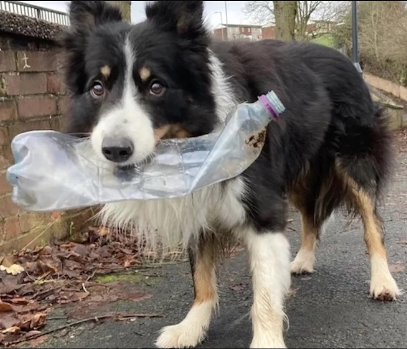 Scruff the border collie with a plastic bottle