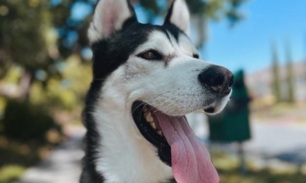 Acts of Kindness Give Shelter Dog Second Chance at Life