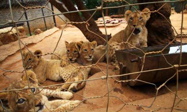 Study: Cub-Petting and ‘Selfie’ Culture Are Disastrous for Big Cats