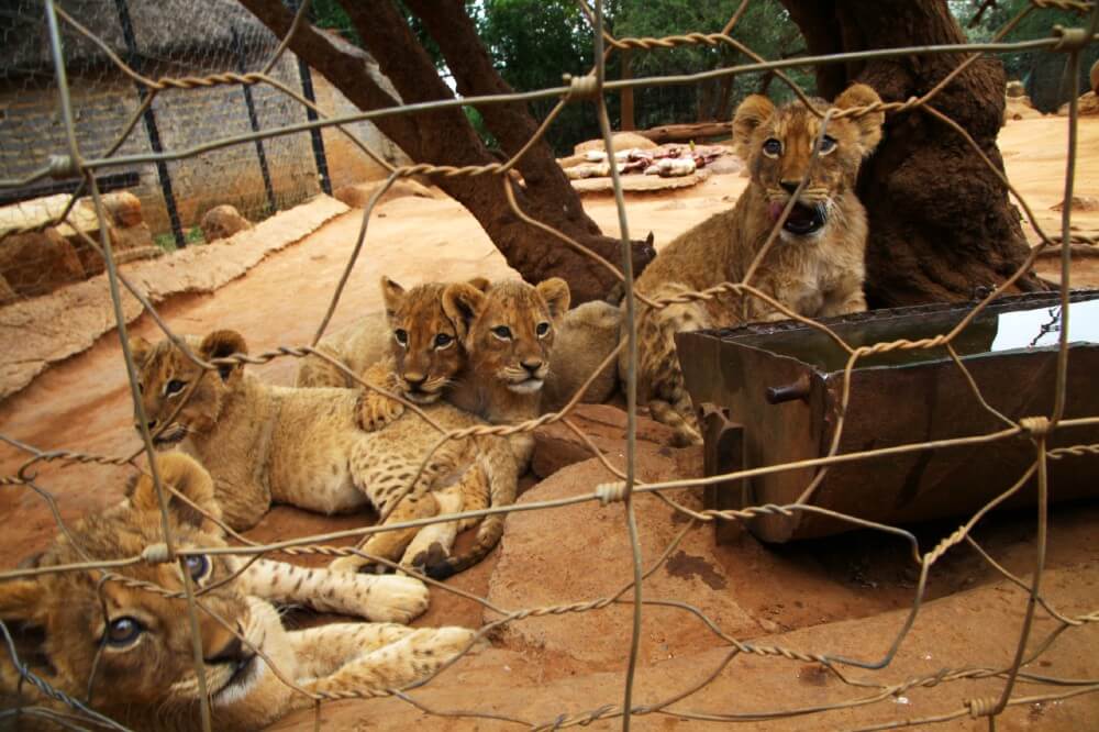 lions at captive breeding farm