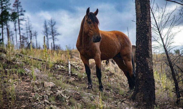 SIGN: Justice for 40+ Horses Shot To Death in National Forest