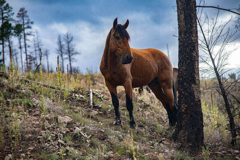 Apache-Sitgreaves horse