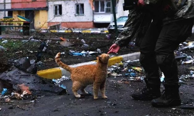 Ukrainian Animal Rescuers Ramp Up Efforts As War Rages On