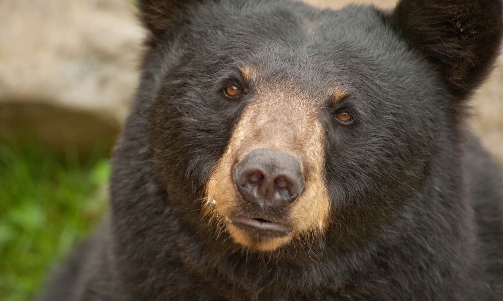 Black Bear