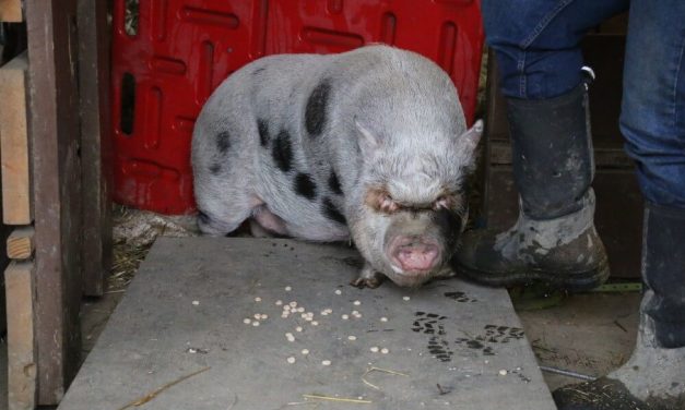 PETITION UPDATE: Oreo the Pig Flourishing in Sanctuary as Abusers Head to Jail