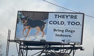 Chained dog ad Detroit