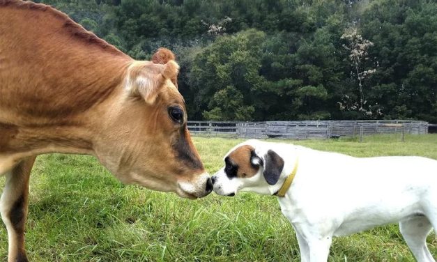 Rescued Cow and Dog Become Best Buds at Virginia Sanctuary