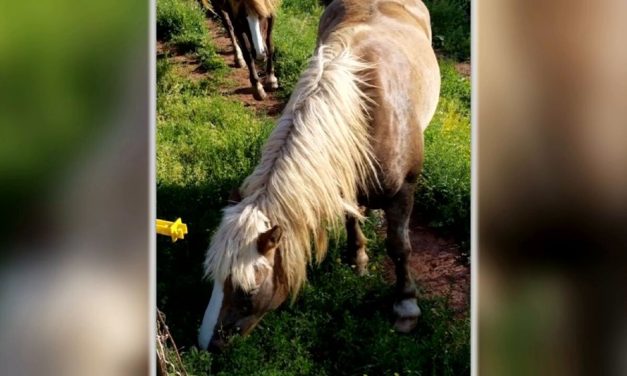 SIGN: Justice for Sweet Tea, Beloved Family Horse Shot Dead