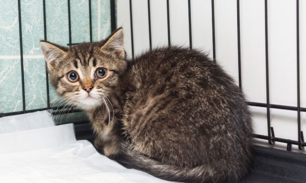 SIGN: Tell University of Minnesota to NEVER AGAIN Conduct Deadly Experiments on Kittens!