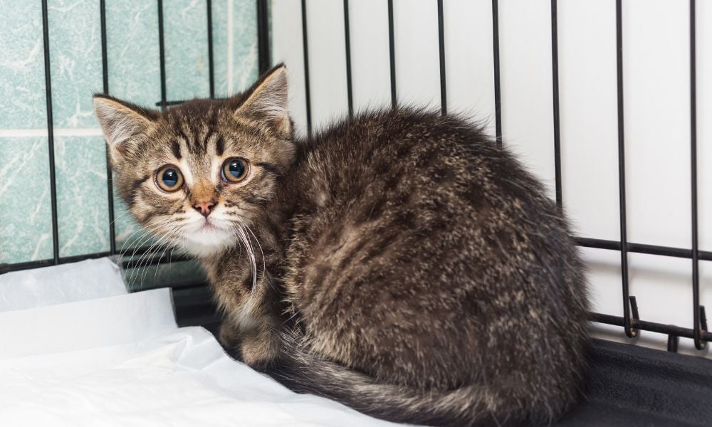 kitten in cage