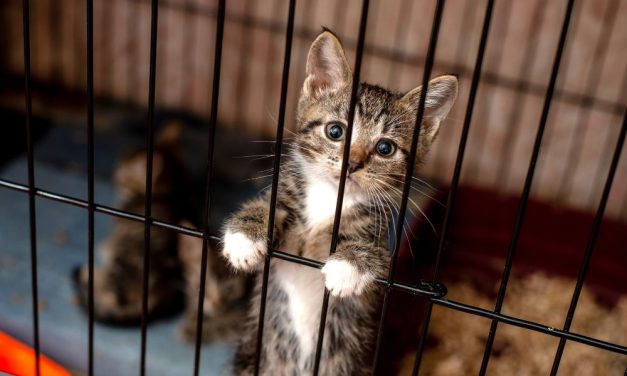 LFT INVESTIGATES: Deadly Experiments on Kittens at University of Minnesota