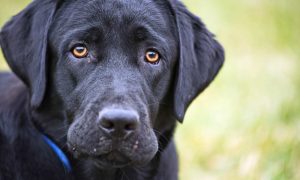 Sad black lab