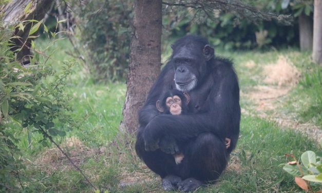 Victory! Chimps Used In Cruel Experiments Headed to Sanctuary