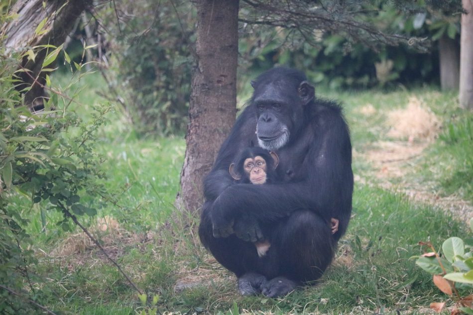 chimpanzee mom with baby in natural habitat