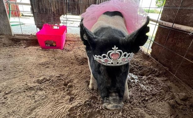 Animal Rescuers’ Winning 4-H Bid Still Ends In Pig’s Slaughter