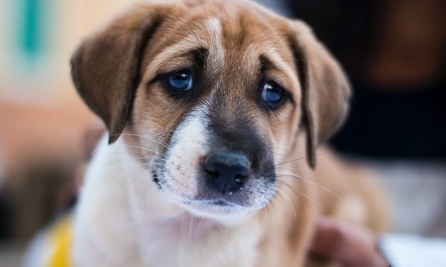 SIGN: Justice for Tortured Puppies Dumped on Roadside