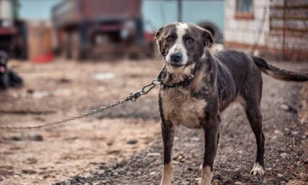 SIGN: Justice for NC Dog Starved to Death on Chain