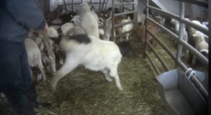 Goat at Macca