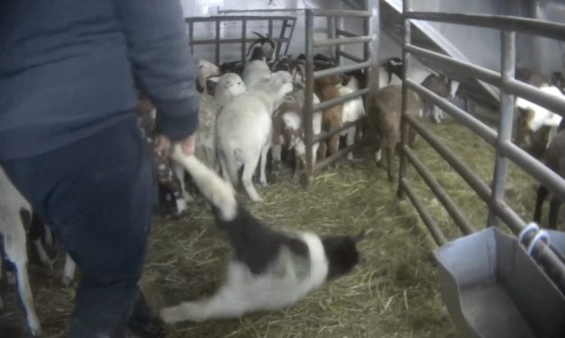LFT Reveals Screaming Goats Dragged By Legs at NY Live Market