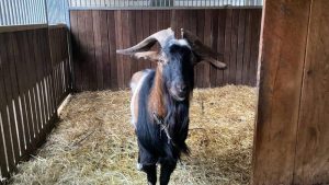 the rescued goat