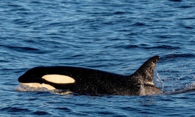 Orcas Given Legal Rights by U.S. City