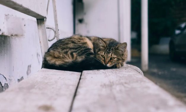 SIGN: Tell the Cayman Islands To Stop Killing Cats!