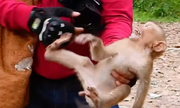 UPDATE: Angkor Wat Macaques STILL Being Harassed For Social Media Videos