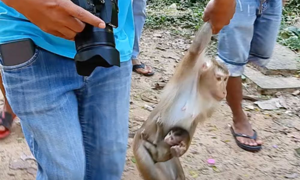 Monkey being dragged