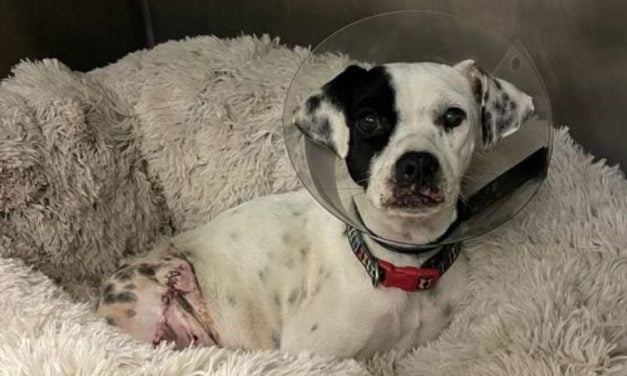 4 Dogs In Truck Accident On The Road to Recovery, Thanks to Texas Rescue