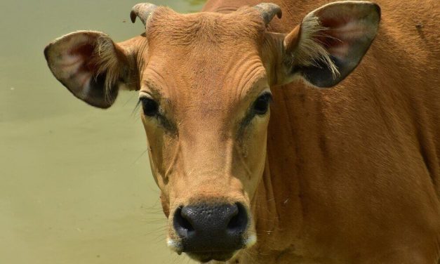 SIGN: Justice For Brutally Mutilated Cows