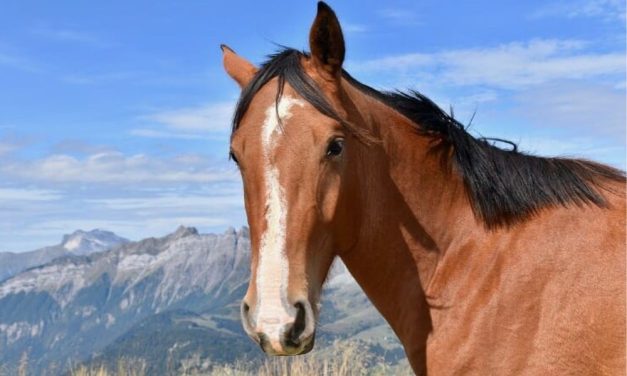 SIGN: Stop Slaughter of Wild Horses in National Forest!