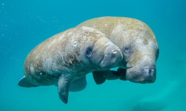 SIGN: Urge U.S. Government To Protect Manatees From Starvation & Death!